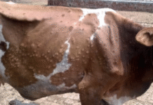 हरियाणा में फिर बढ़ा लम्पी स्किन डिजीज का खतरा